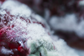 Spoiled organic surface covered with white mold