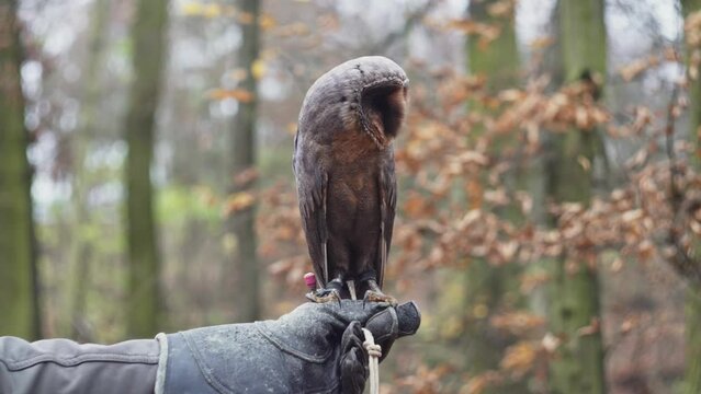 Barn owl sitting on falconer hand in glove, close up view, forest in background