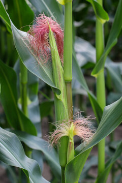 Bild von einem Maiskolben an einer Maispflanze auf einem Feld.