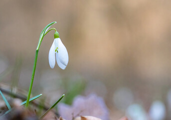 Close-up of spring snowdrop flower isolated  on the ground in the forest among the leaves