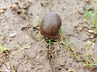 Snail with big round shell