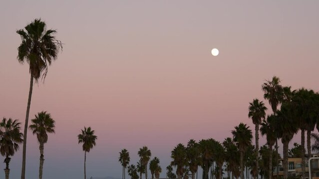 Palm trees silhouettes and full moon in twilight pink sky, California beach, USA. Beachfront palmtrees on coast in evening atmosphere, fullmoon on pacific ocean shore in dusk. Pastel lilac background.