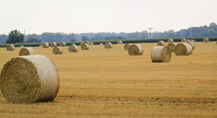 Auf einem abgeernteten Feld liegt das Stroh in Ballen zusammen gerollt.
