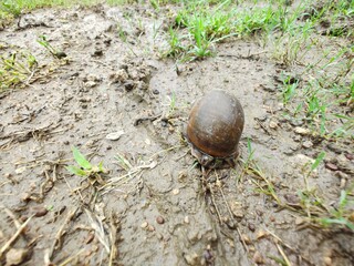 Snail with big round shell