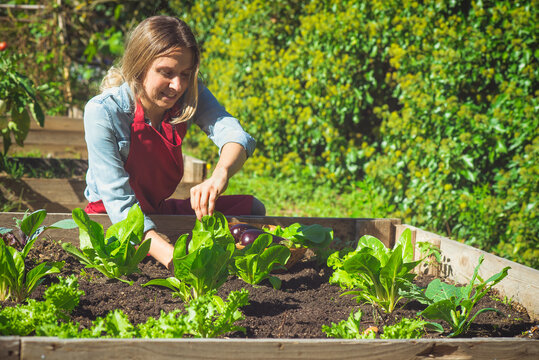 Woman harvesting fresh organic lettuce from vegetable garden