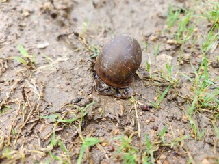 Snail with big round shell