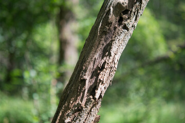 old tree in the forest