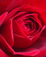 cloose up of a red rose flower