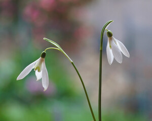 close up of a wildflower