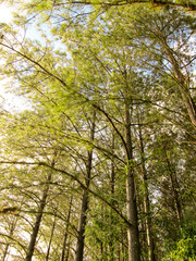 Arboles en el bosque