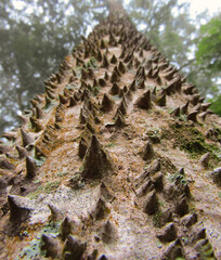 Textura de un arbol nativo