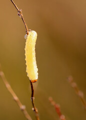 Die Raupe einer Echten Blattwespen (Tenthredinidae) an einer Pflanze.