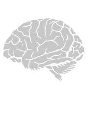 Organ Anatomie Gehirn 