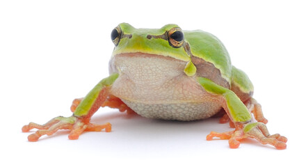 Small tree frog.