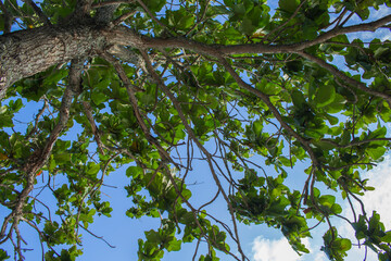 Beautiful Tree With Large Green Leaves
