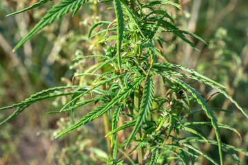 Part of a cannabis sativa bush in bloom