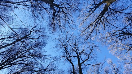 trees in the sky