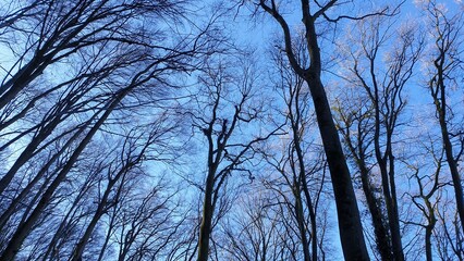 trees and sky