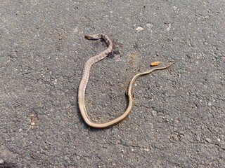 Dead Snake on road with blood, lifeless