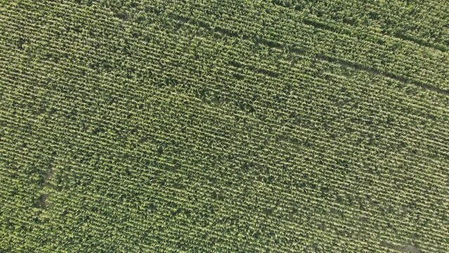 Aerial view with a drone of a field of corn flowered perfectly sown.