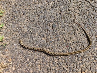 Dead Snake on road with blood, lifeless