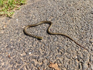 Dead Snake on road with blood, lifeless