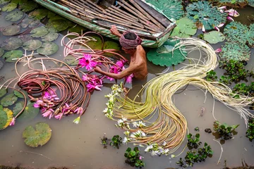 Foto auf Leinwand Old man vietnamese picking up the beautiful pink lotus in the lake at an phu, an giang province, vietnam, culture and life concept © Songkhla Studio