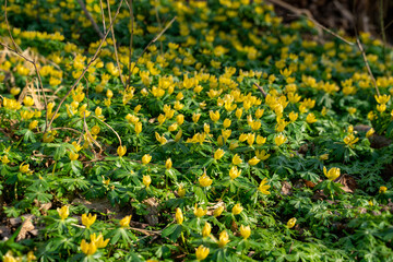 With the appearance of the first signs of spring such as snowdrops and crocuses, one of the most beautiful times in the garden begins