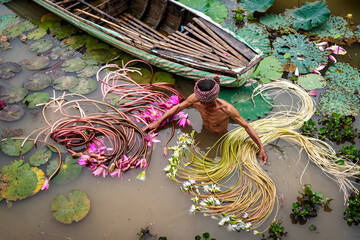 Old man vietnamese picking up the beautiful pink lotus in the lake at an phu, an giang province,...