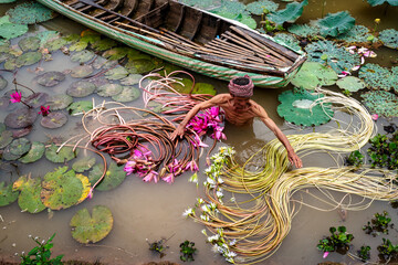Old man vietnamese picking up the beautiful pink lotus in the lake at an phu, an giang province, vietnam, culture and life concept