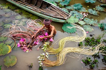 Abwaschbare Fototapete Old man vietnamese picking up the beautiful pink lotus in the lake at an phu, an giang province, vietnam, culture and life concept © Songkhla Studio
