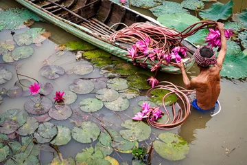 Foto op Plexiglas Old man vietnamese picking up the beautiful pink lotus in the lake at an phu, an giang province, vietnam, culture and life concept © Songkhla Studio
