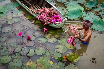 Ingelijste posters Old man vietnamese picking up the beautiful pink lotus in the lake at an phu, an giang province, vietnam, culture and life concept © Songkhla Studio