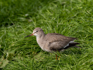 Redshank Resting in the Grass