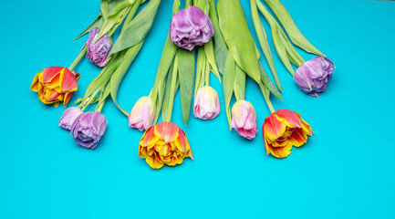 Obraz na płótnie Canvas Bunch of spring tulip flower on blue background