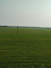 Country side green grass field, agriculture paddy(Rice) field