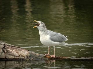 Non Breeding European Herring Gull Eating a Fish