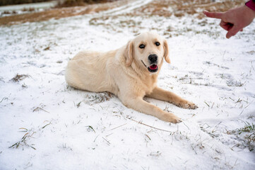 Labrador retriever lies on snowy meadow at command 