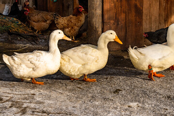 Group of duck, hen and peacock illuminated by sun on farmyard.