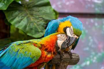 Colorful macaws with beautiful feathers.