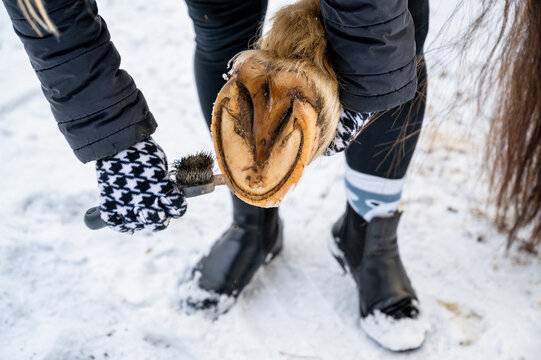 Woman cleans brush horse hoof.