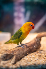 A parrot with beautiful colorful feathers.