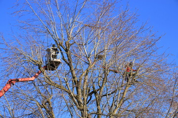 Arbeiter schneiden in einer Baumkrone Äste aus dem Baum