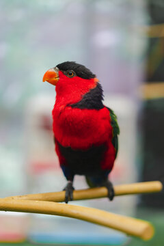 A black-capped lory perched on a branch.