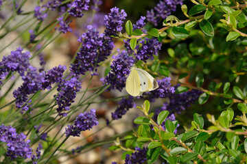 Kleiner Kohlweißling (Pieris rapae) an Lavendel
