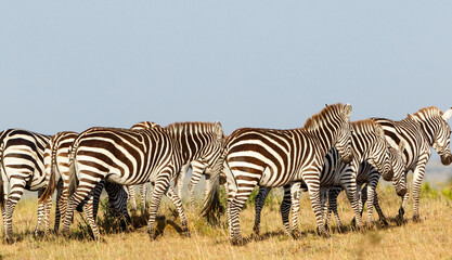 Fototapeta na wymiar Flock of zebras on the African savanna
