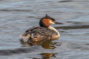 Crested Grebe with a newborn chick on its back
