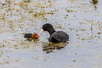 Coot Chicken with food in its beak