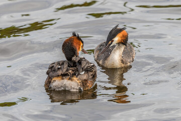 Two Great Crested Grebe swimming in the water
