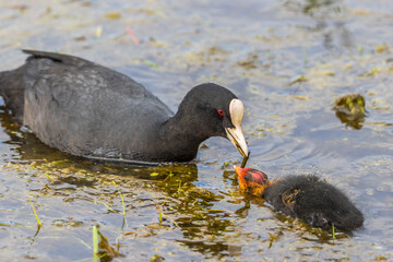 Coot feeding her newborn chicken with plants in the water